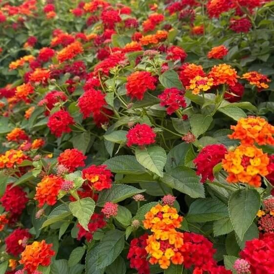 Tropical Lantana Seeds