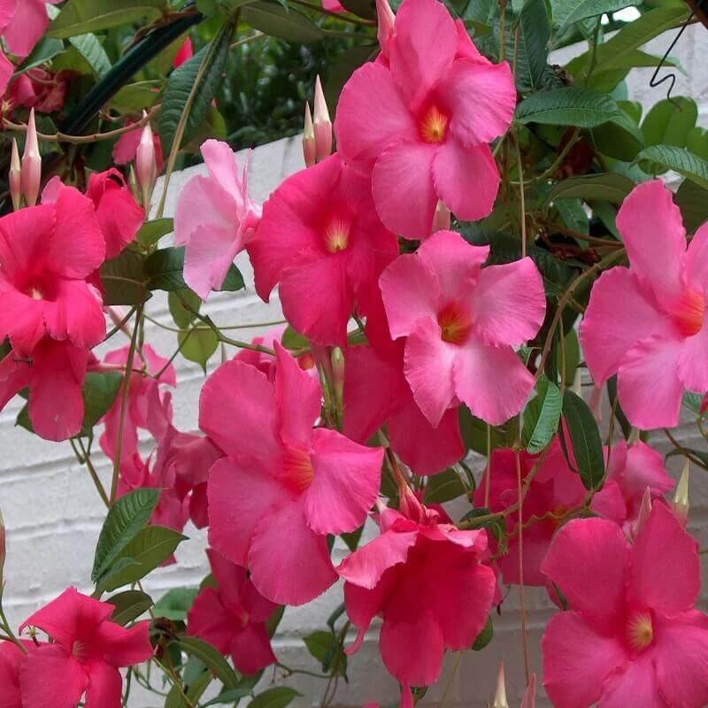 Tropical Mandevilla Seeds