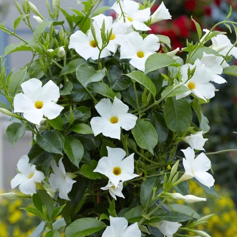 Tropical Mandevilla Seeds