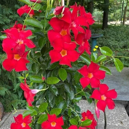 Tropical Mandevilla Seeds