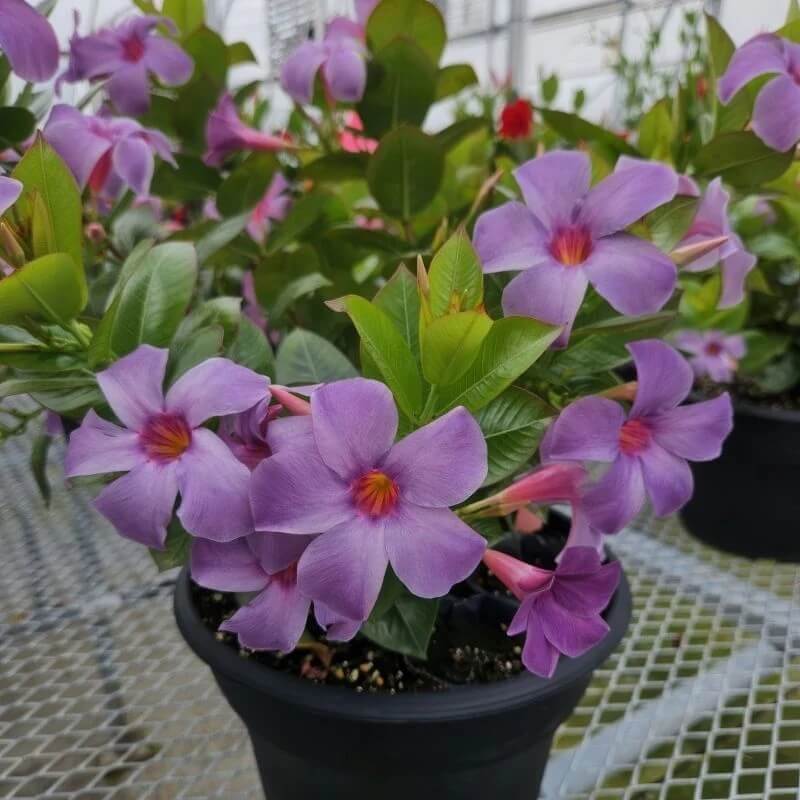 Tropical Mandevilla Seeds
