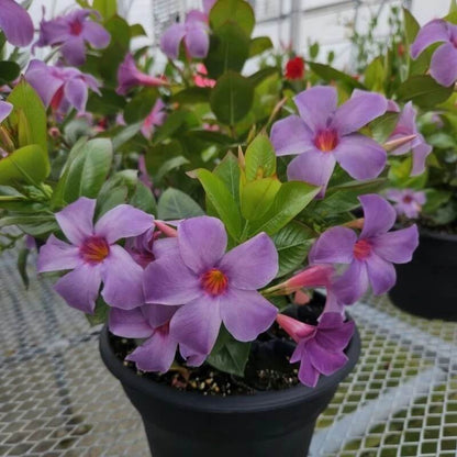 Tropical Mandevilla Seeds