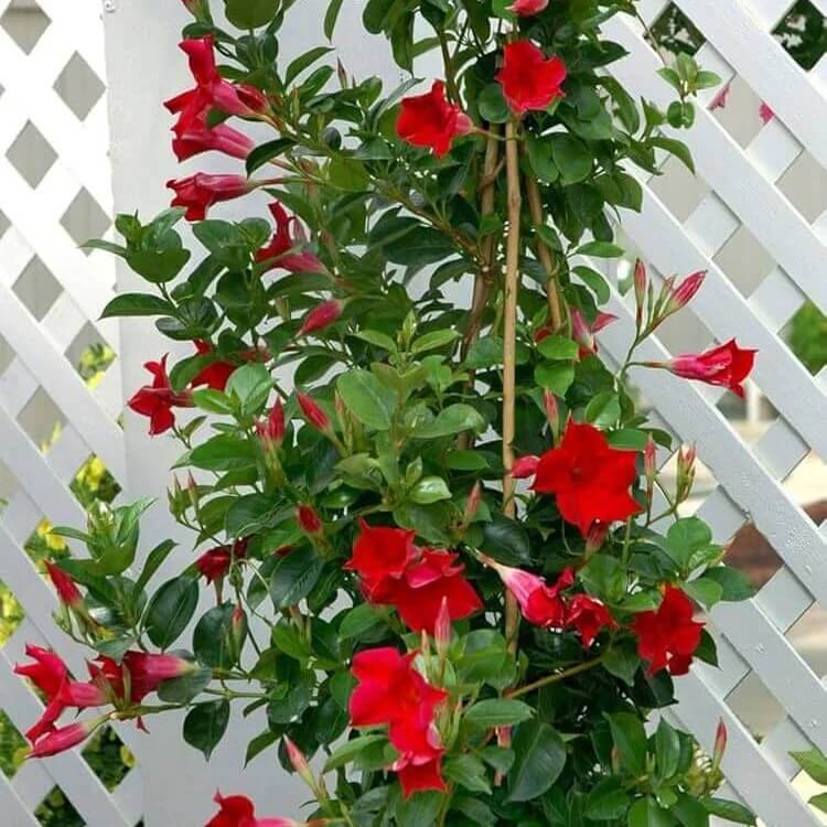 Tropical Mandevilla Seeds
