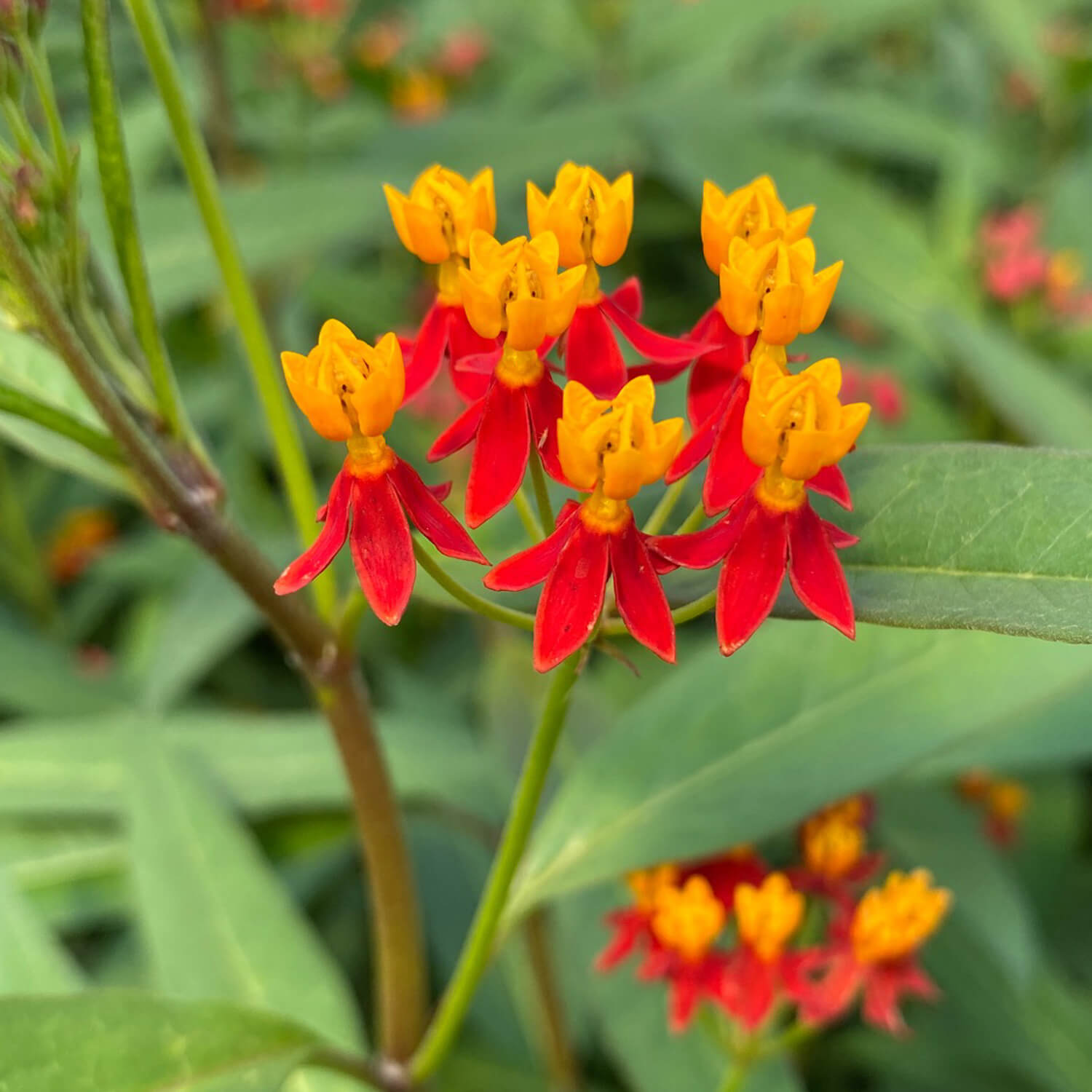 Tropical Milkweed Seeds