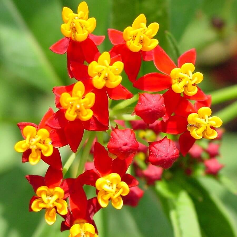 Tropical Milkweed Seeds