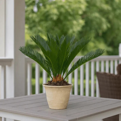 Tropical Palm Seeds