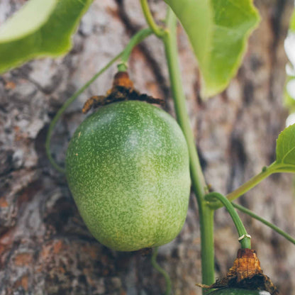 Tropical Passionfruit Seeds - Fruit Plant Seeds for Home Gardens