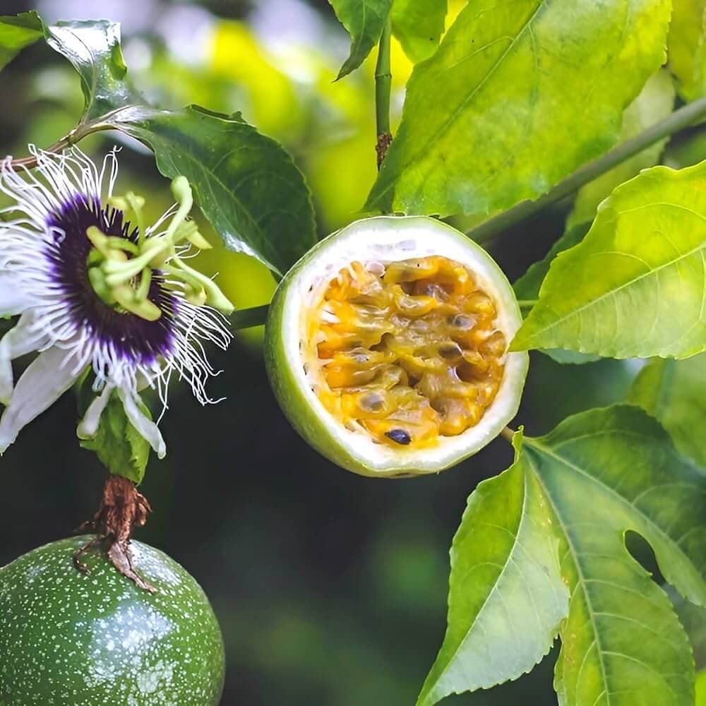 Tropical Passionfruit Seeds - Fruit Plant Seeds for Home Gardens