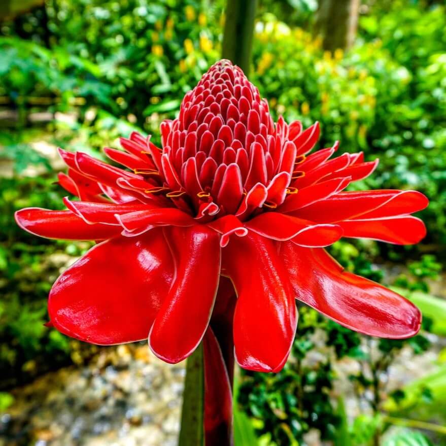 Tropical Red Torch Ginger Seeds
