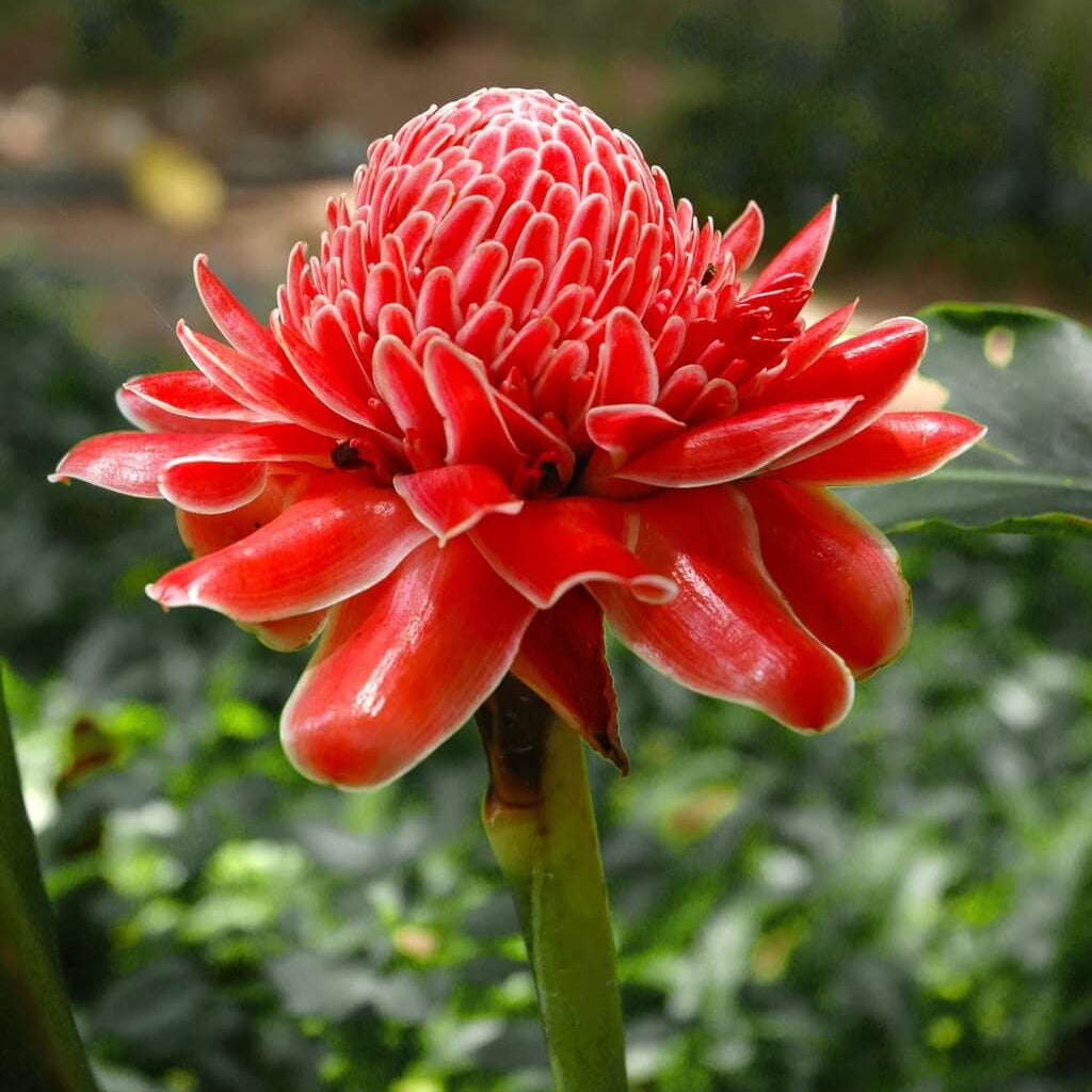 Tropical Red Torch Ginger Seeds