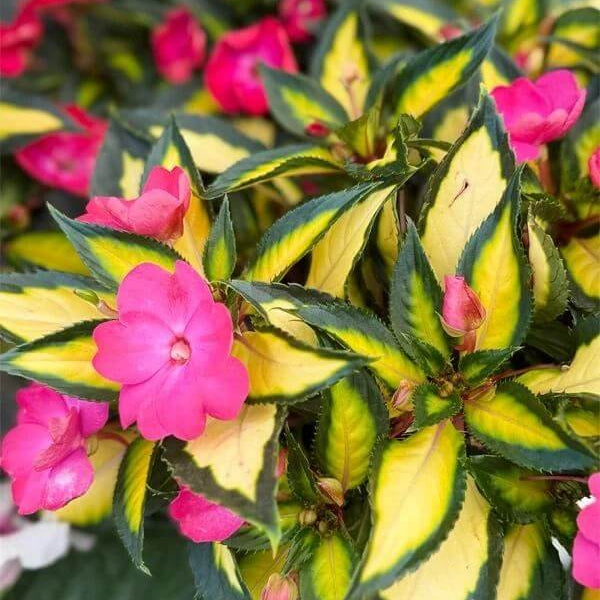 Tropical Rose Seeds - Heirloom Flower Plant for Home Gardens