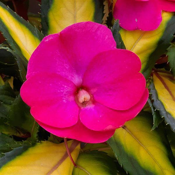 Tropical Rose Seeds - Heirloom Flower Plant for Home Gardens