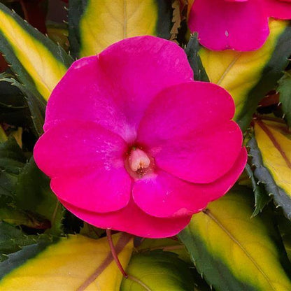 Tropical Rose Seeds - Heirloom Flower Plant for Home Gardens