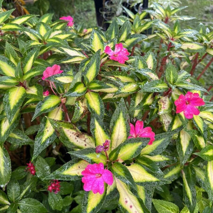 Tropical Rose Seeds - Heirloom Flower Plant for Home Gardens