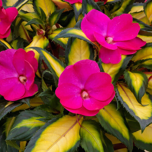 Tropical Rose Seeds - Heirloom Flower Plant for Home Gardens