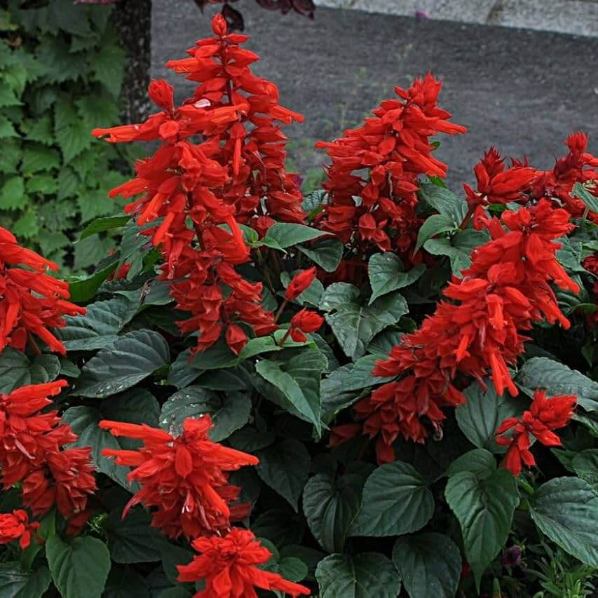 Tropical Sage Seeds