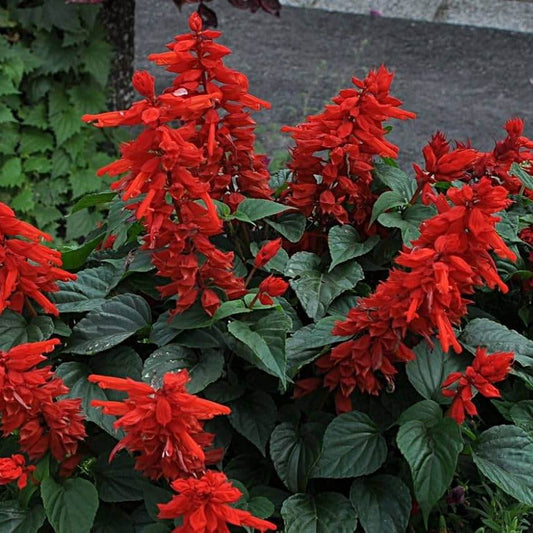 Tropical Sage Seeds