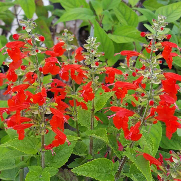 Tropical Sage Seeds
