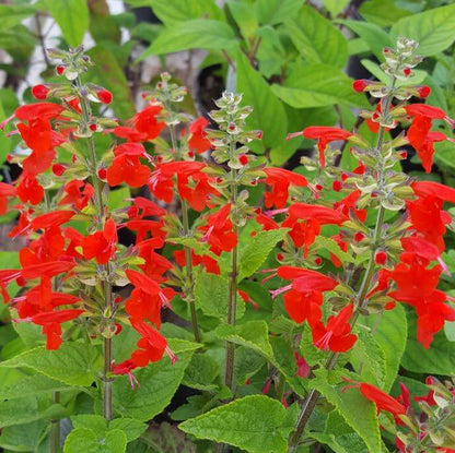 Tropical Sage Seeds