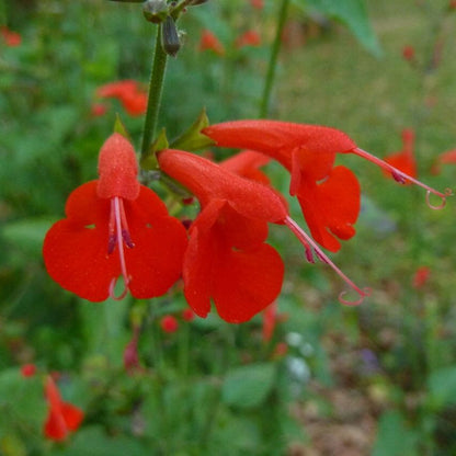 Tropical Sage Seeds