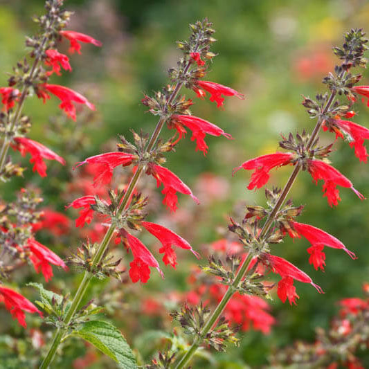 Tropical Sage Seeds