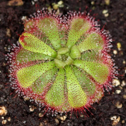Tropical Sundew Seeds 