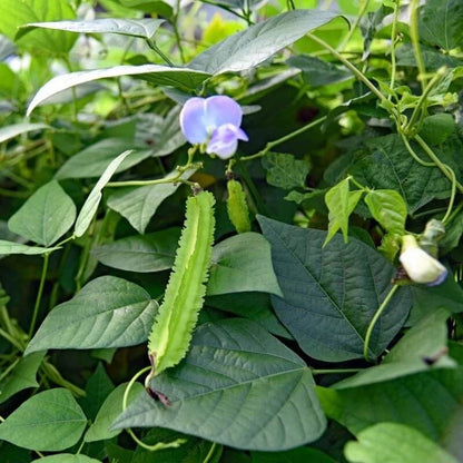 Tropical Winged Bean Seeds - Vegetable Plant