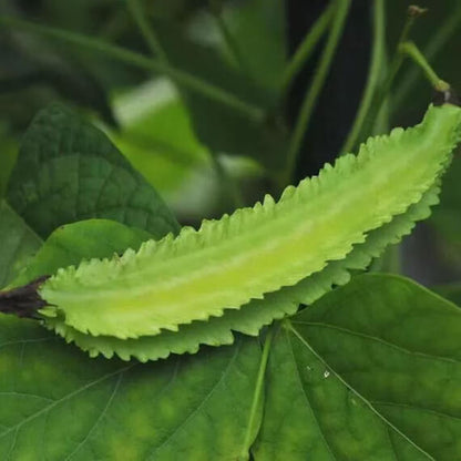 Tropical Winged Bean Seeds - Vegetable Plant