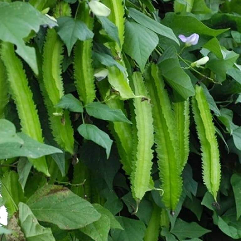 Tropical Winged Bean Seeds - Vegetable Plant