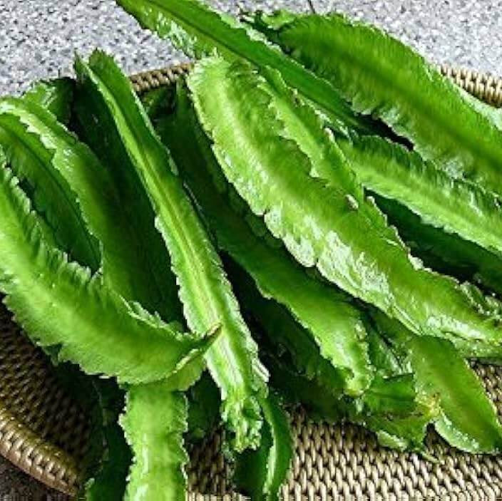 Tropical Winged Bean Seeds - Vegetable Plant