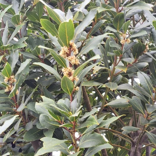 True Bay Laurel Seeds 
