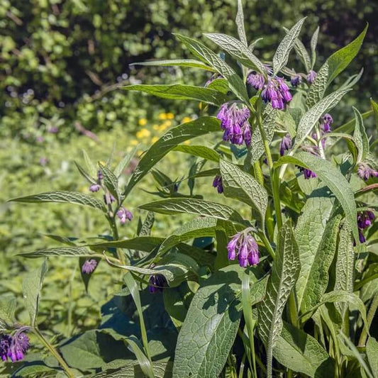 True Comfrey Seeds