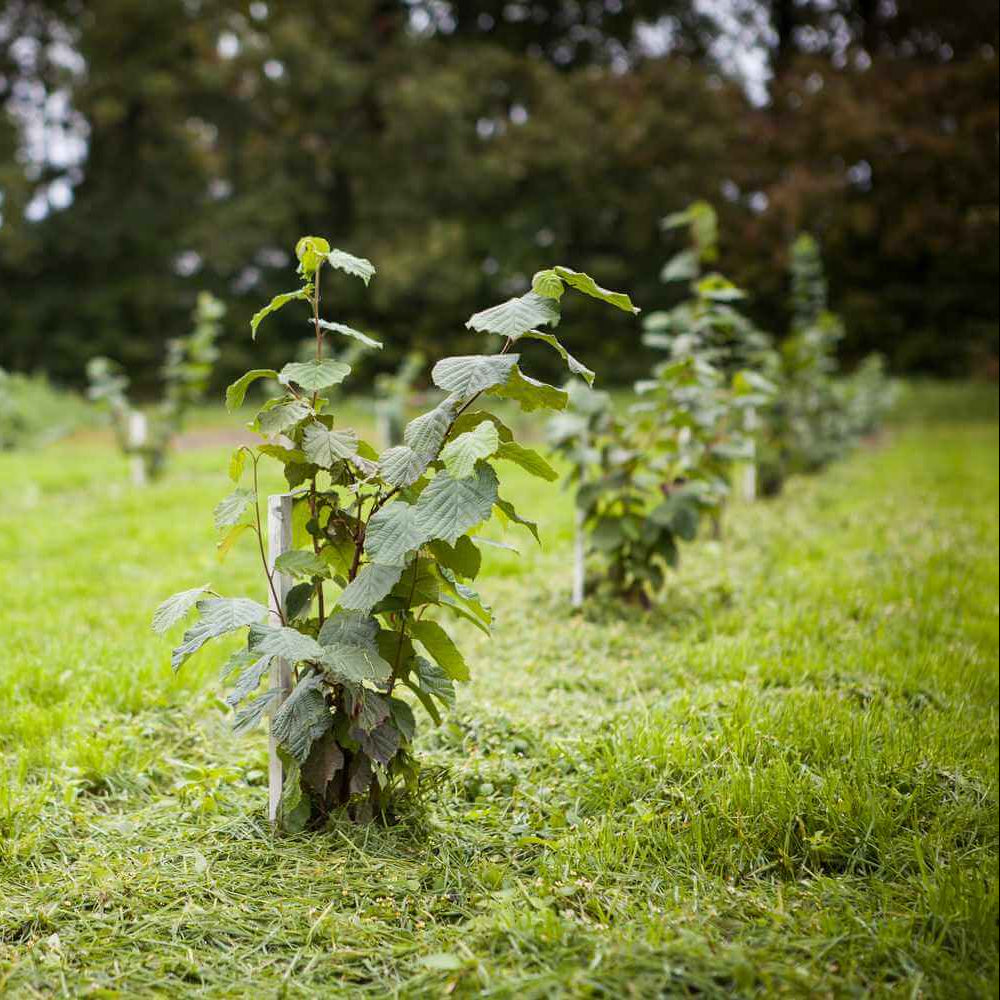 Truffle Seeds - Vegetable Plant for Home Gardens