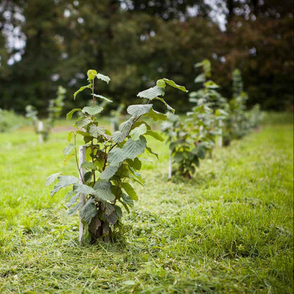 Truffle Seeds - Vegetable Plant for Home Gardens