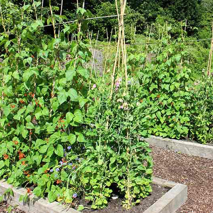 Truffle Seeds - Vegetable Plant for Home Gardens