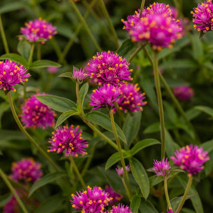 Truffula Pink Gomphrena Seeds - Heirloom Flower Plant for Home Gardens