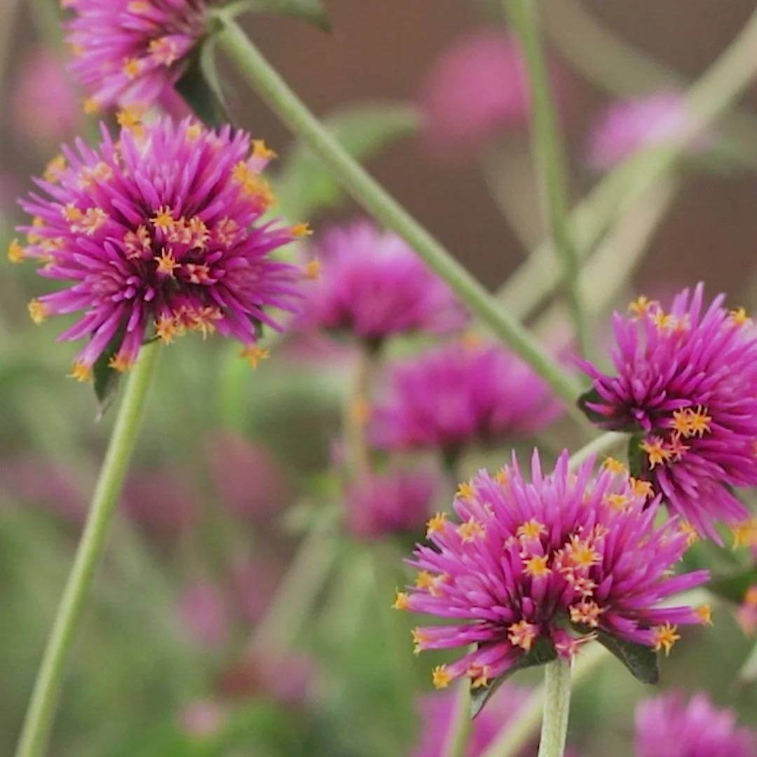 Truffula Pink Gomphrena Seeds - Heirloom Flower Plant for Home Gardens