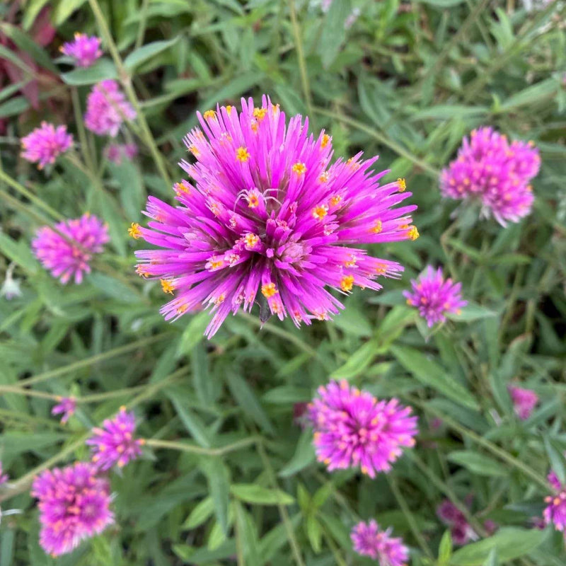 Truffula Pink Gomphrena Seeds - Heirloom Flower Plant for Home Gardens