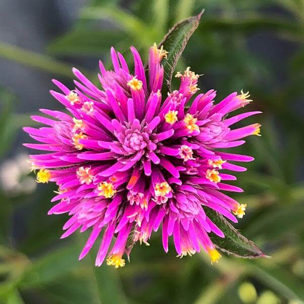 Truffula Pink Gomphrena Seeds - Heirloom Flower Plant for Home Gardens