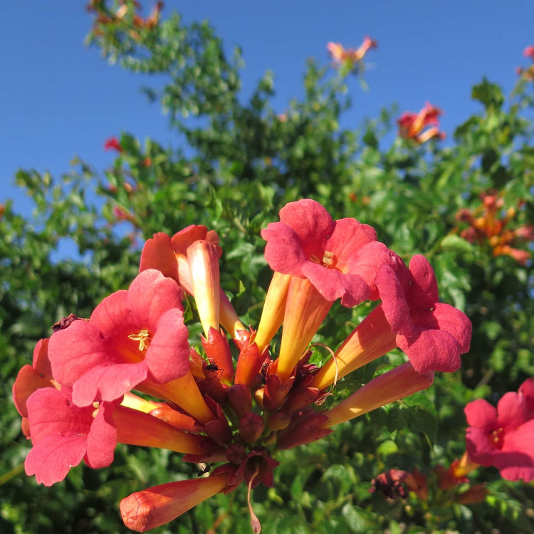 Trumpet Creeper seeds - Flower Plant