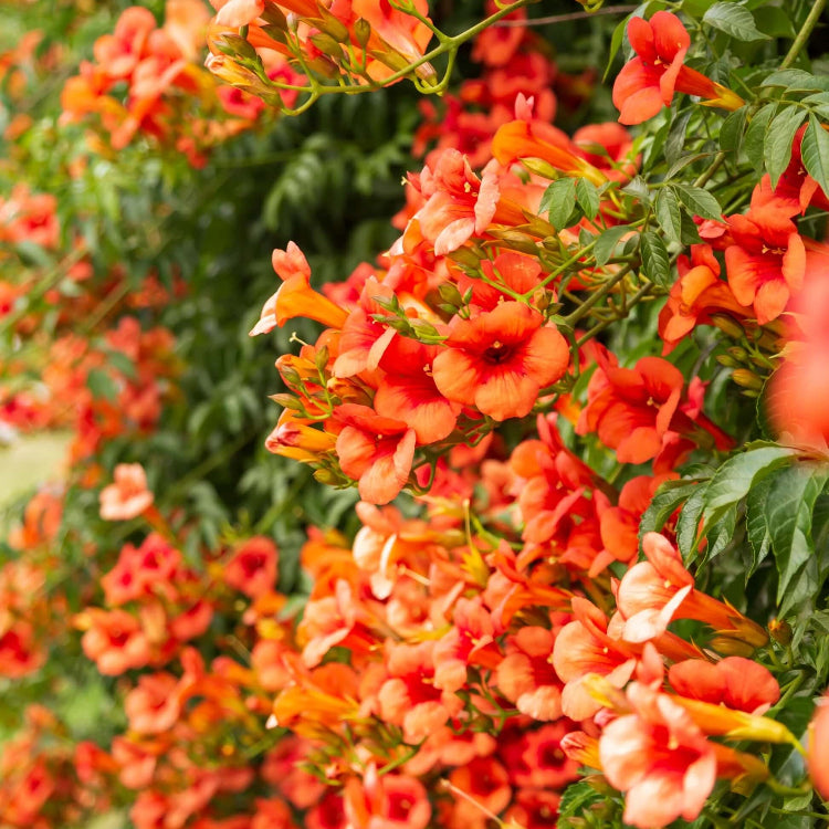 Trumpet Creeper seeds - Flower Plant