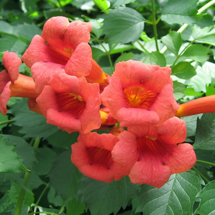 Trumpet Creeper seeds - Flower Plant