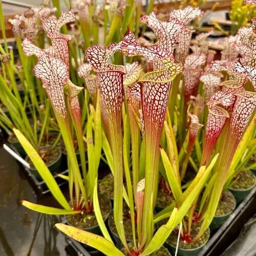 Trumpet Pitcher Plant Seeds