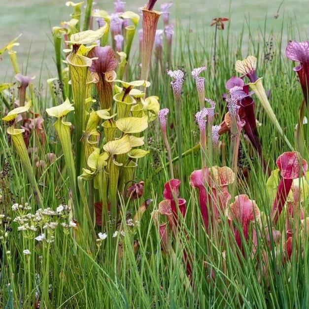 Trumpet Pitcher Plant Seeds