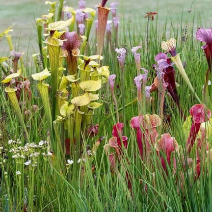 Trumpet Pitcher Plant Seeds