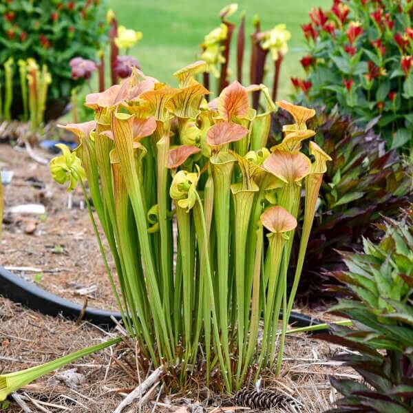 Trumpet Pitcher Plant Seeds