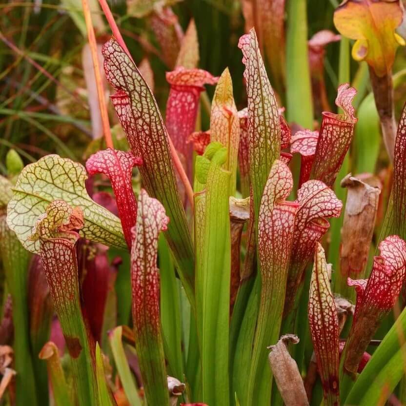 Trumpet Pitcher Plant Seeds