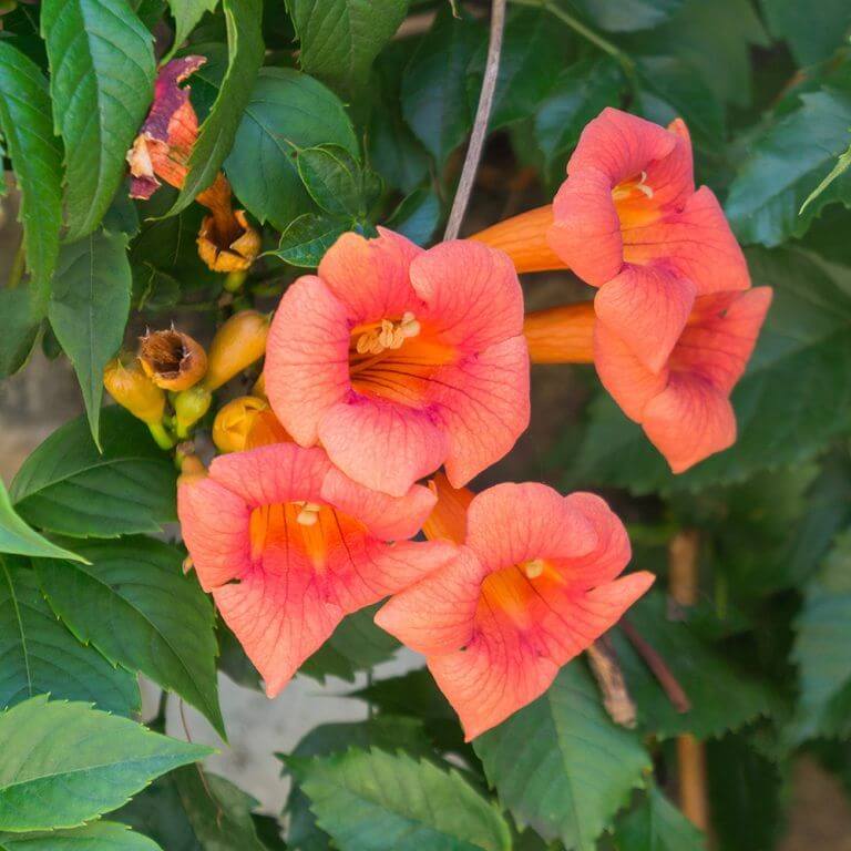 Trumpet Vine Seeds - Flower Plant 