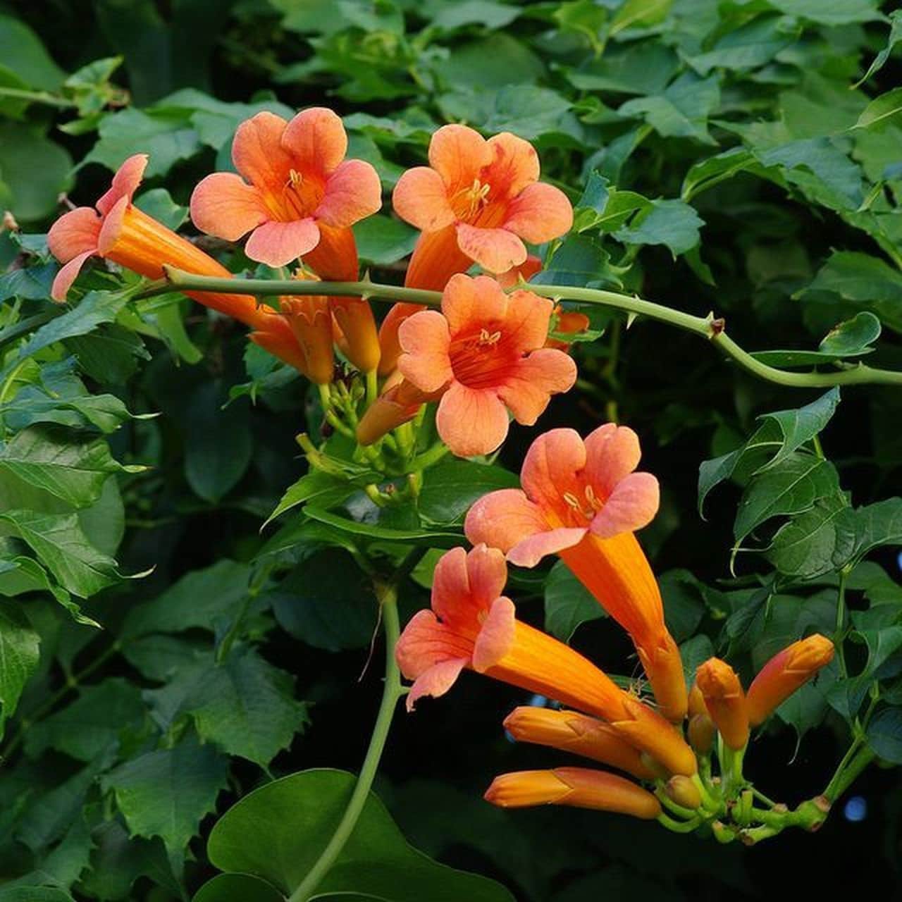 Trumpet Vine Seeds - Flower Plant 
