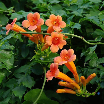 Trumpet Vine Seeds - Flower Plant 